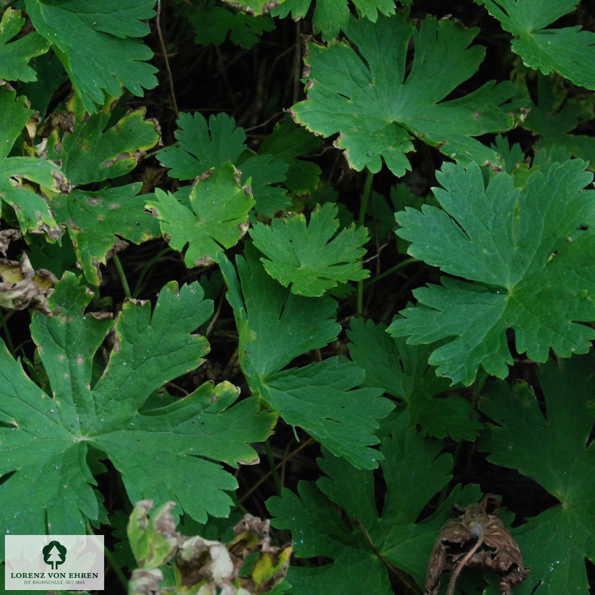 Geranium phaeum 'Album'