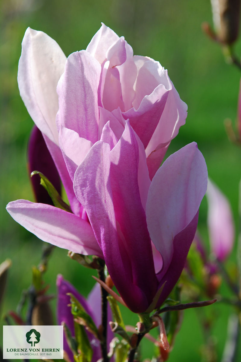 Magnolia liliiflora 'Susan'