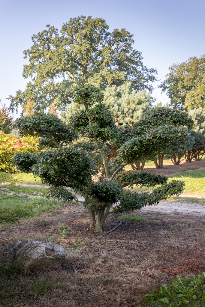 Crataegus monogyna Bonsai 