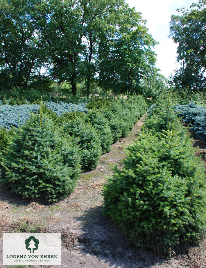 Picea omorika 'Nana'