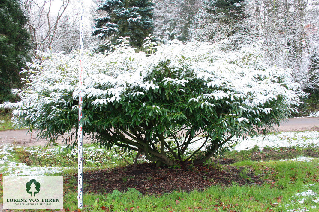 Prunus laurocerasus 'Zabeliana'