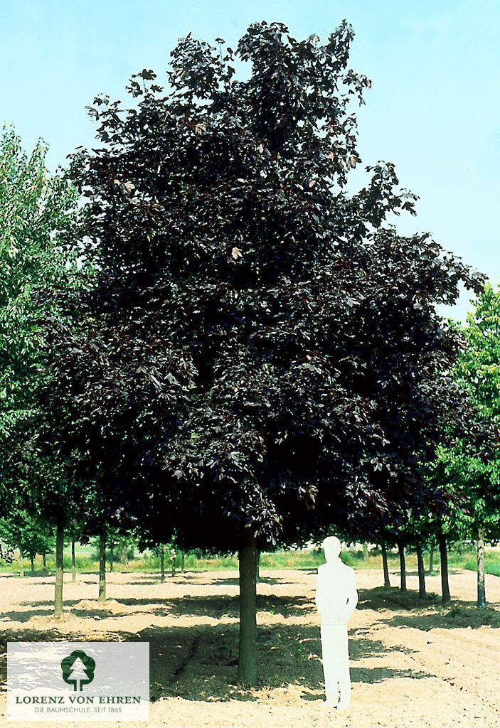 Acer platanoides 'Faassen's Black'