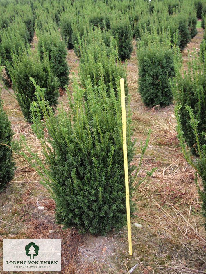 Taxus media 'Hillii'