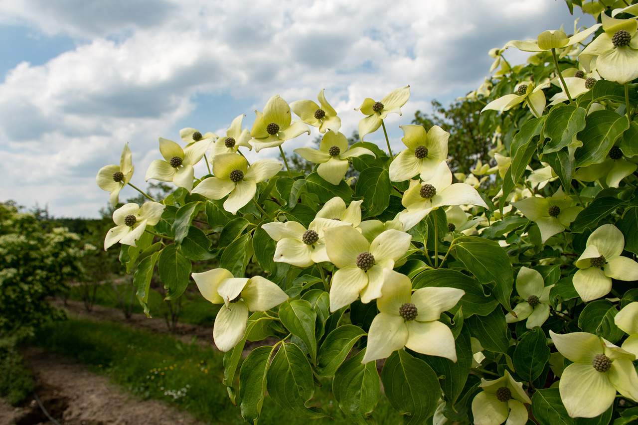 Weiße Blüten am Ast