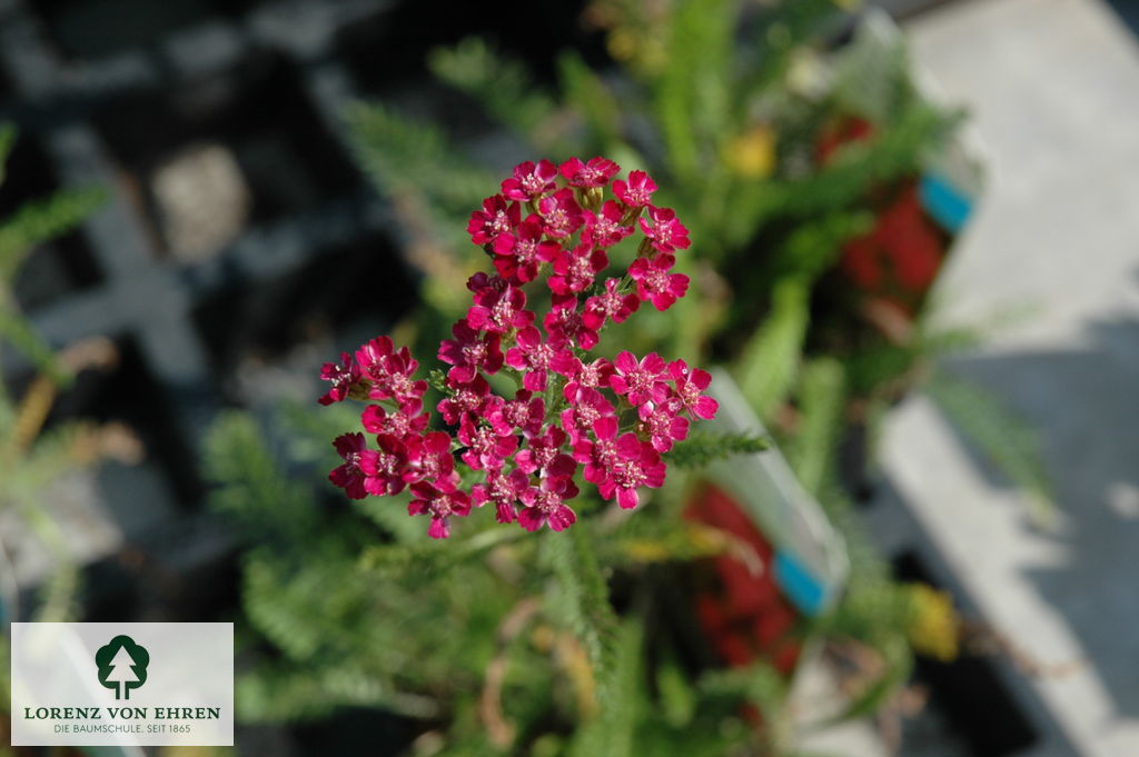 Achillea millefolium 'Cerise Queen'