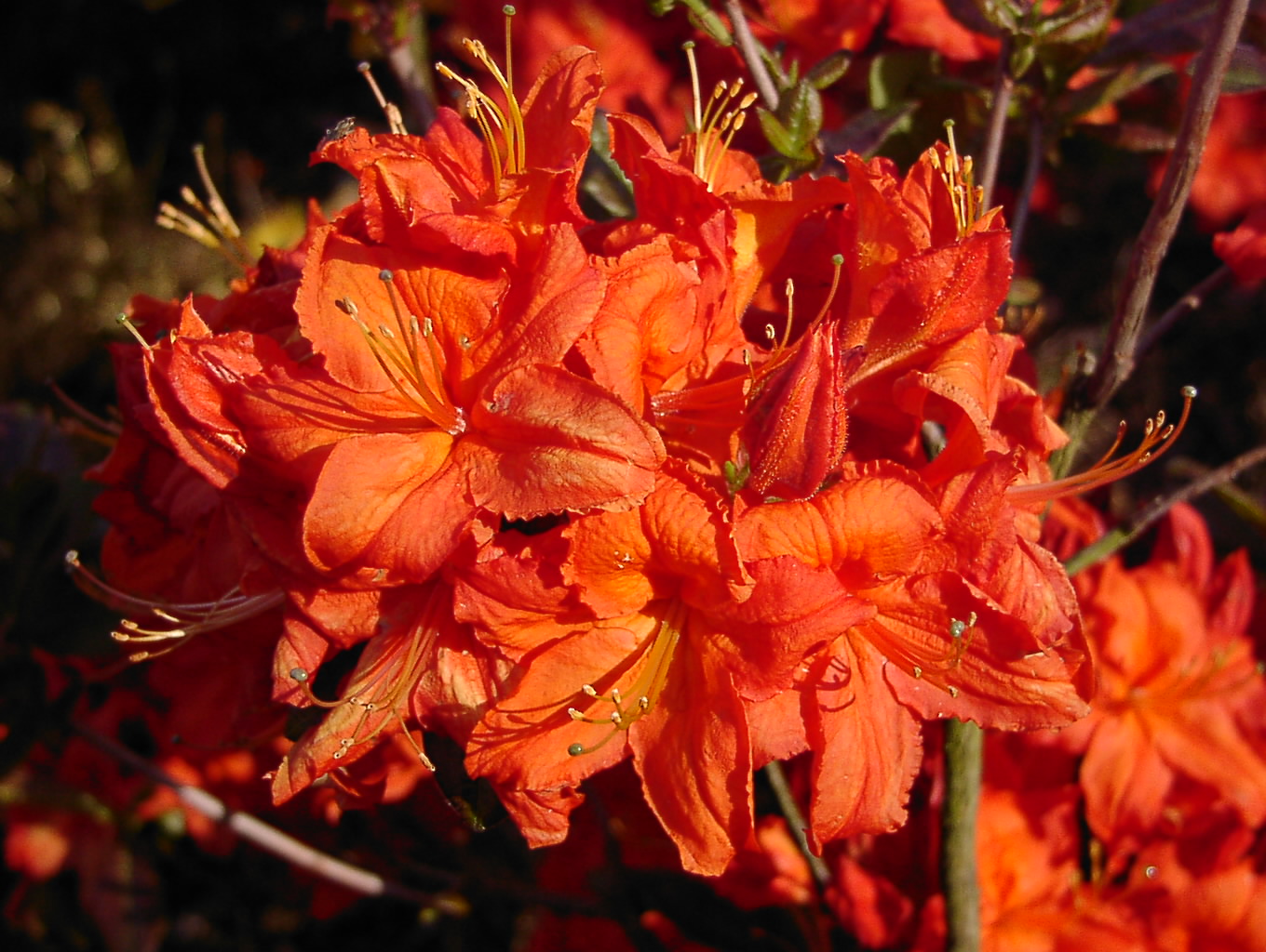 Rhododendron Azalea 'Fireball': Intensive Rote Blütenpracht! Genießen Sie die intensive Schönheit von Rhododendron Azalea 'Fireball' mit ihren leuchtend roten Blüten. Diese Azaleen-Sorte verleiht Ihrem Garten eine unvergleichliche Feurigkeit.