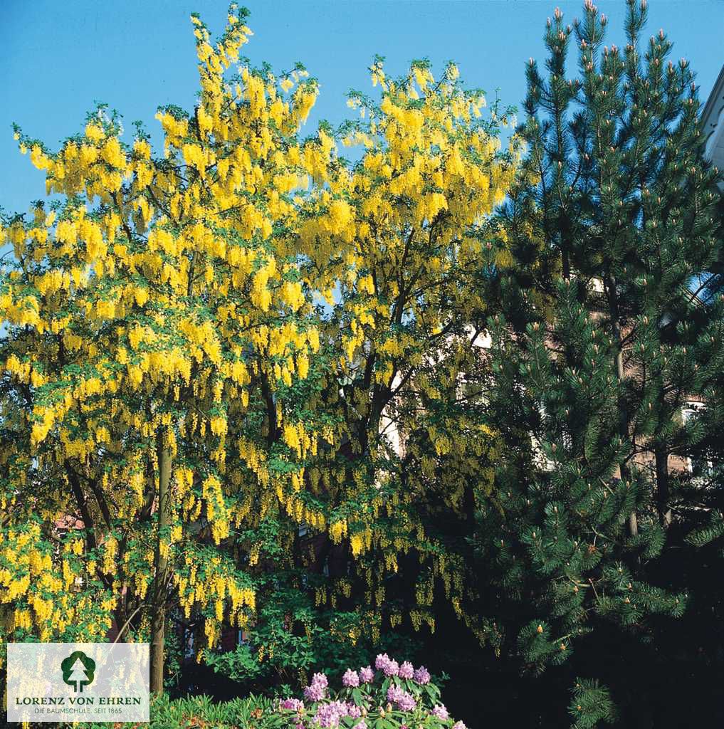 Laburnum anagyroides