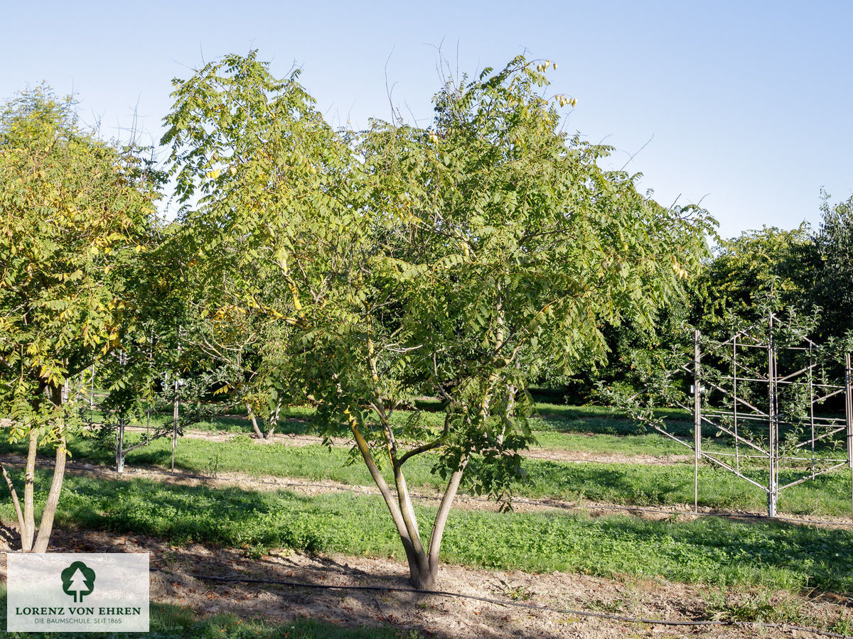 Koelreuteria paniculata