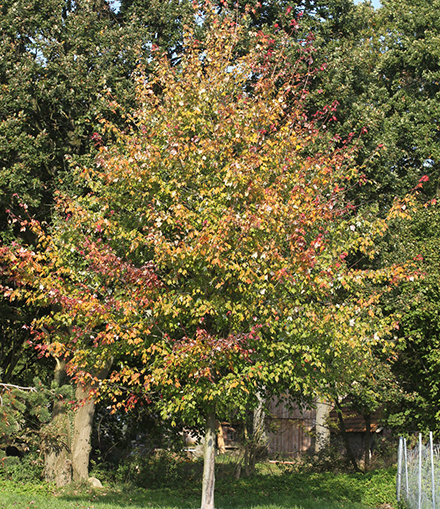 Ein wunderschöner fast golden strahlender Eisenholzbaum