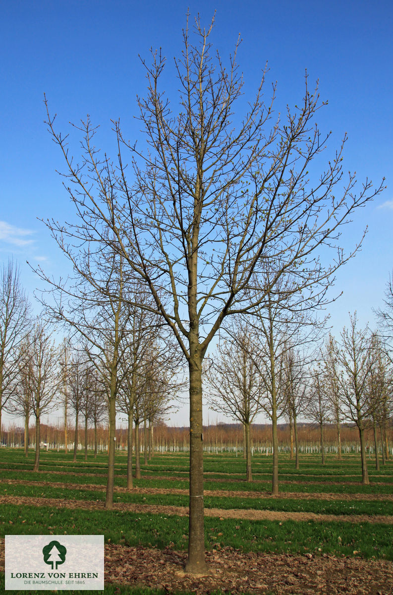 Unbelaubt Habitus Acer palatanoides