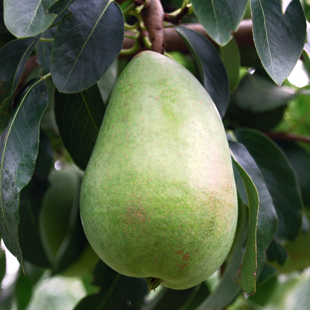 Die Frucht der Birne Pyrus communis Alexander Lucas