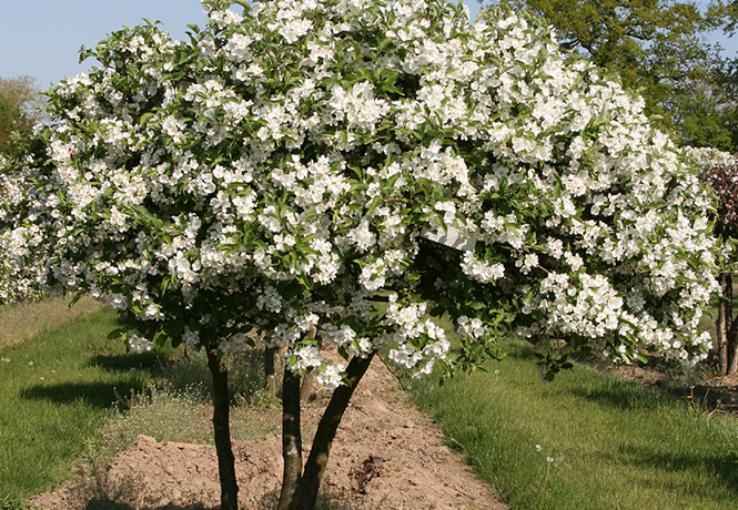 üppige weiße Blütenschirme vom Zierapfel