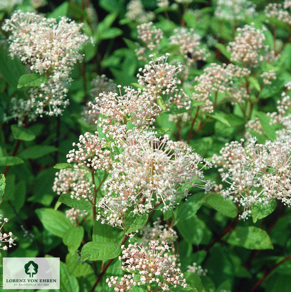 Ceanothus pallidus 'Marie Simon'