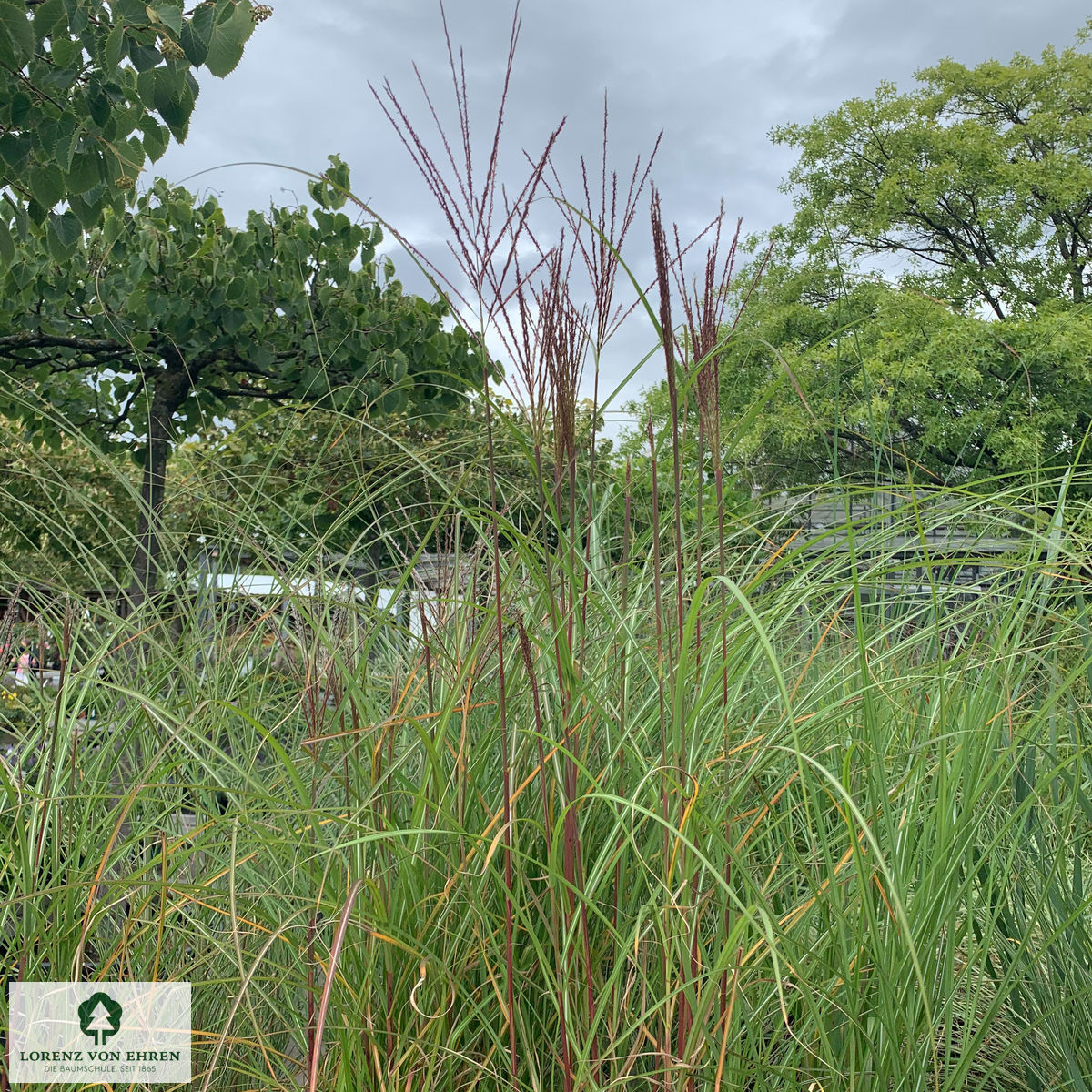 Miscanthus sinensis 'Kleine Silberspinne'