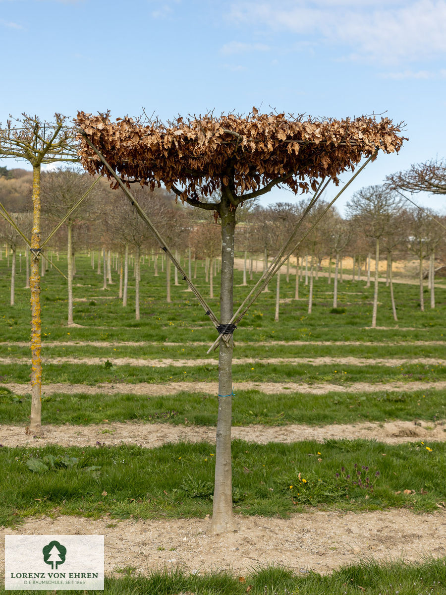 Fagus sylvatica purpurea