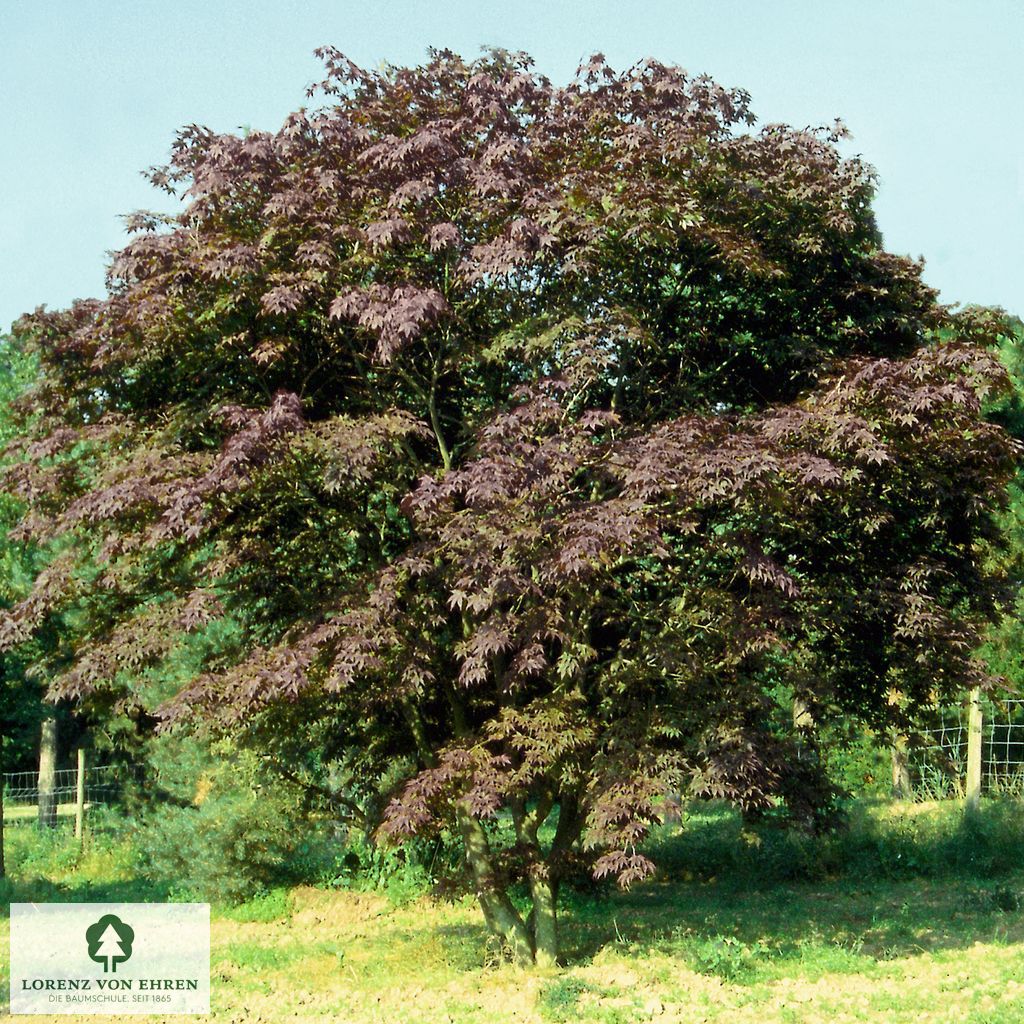 Acer palmatum 'Atropurpureum'