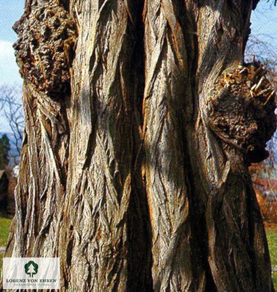 Robinia pseudoacacia