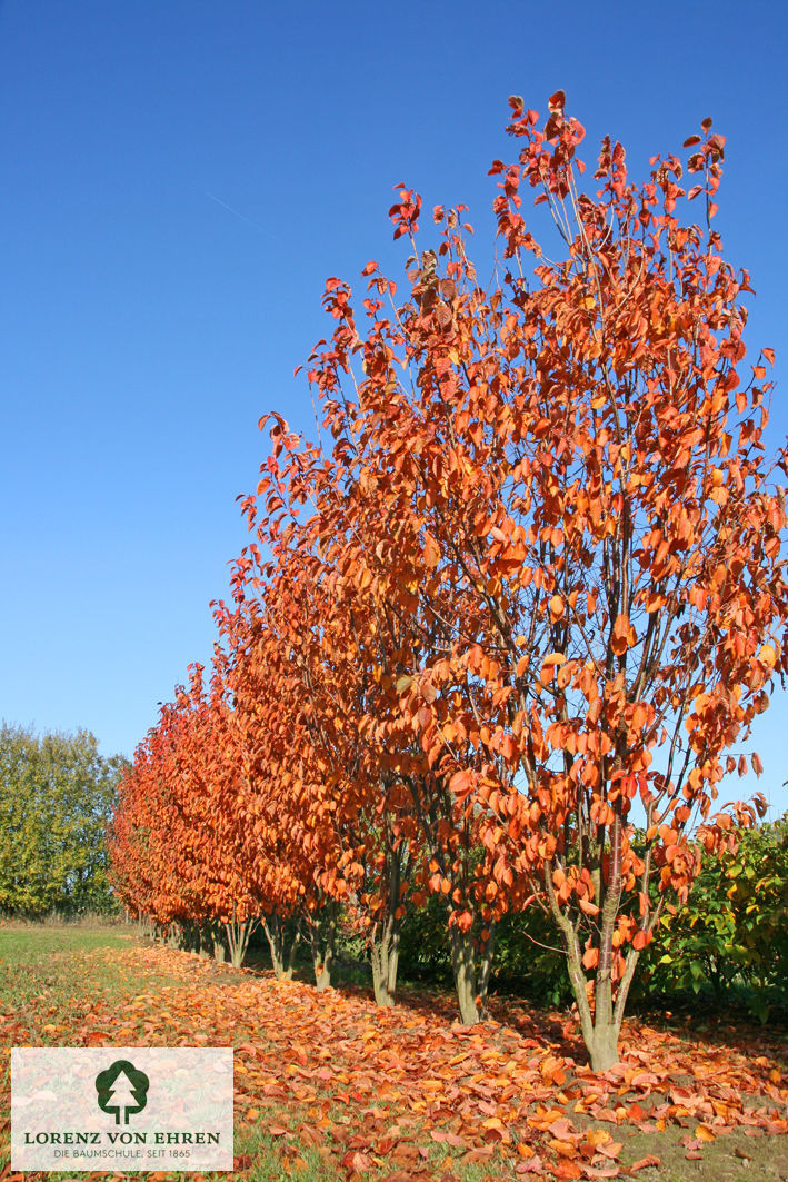 Prunus sargentii