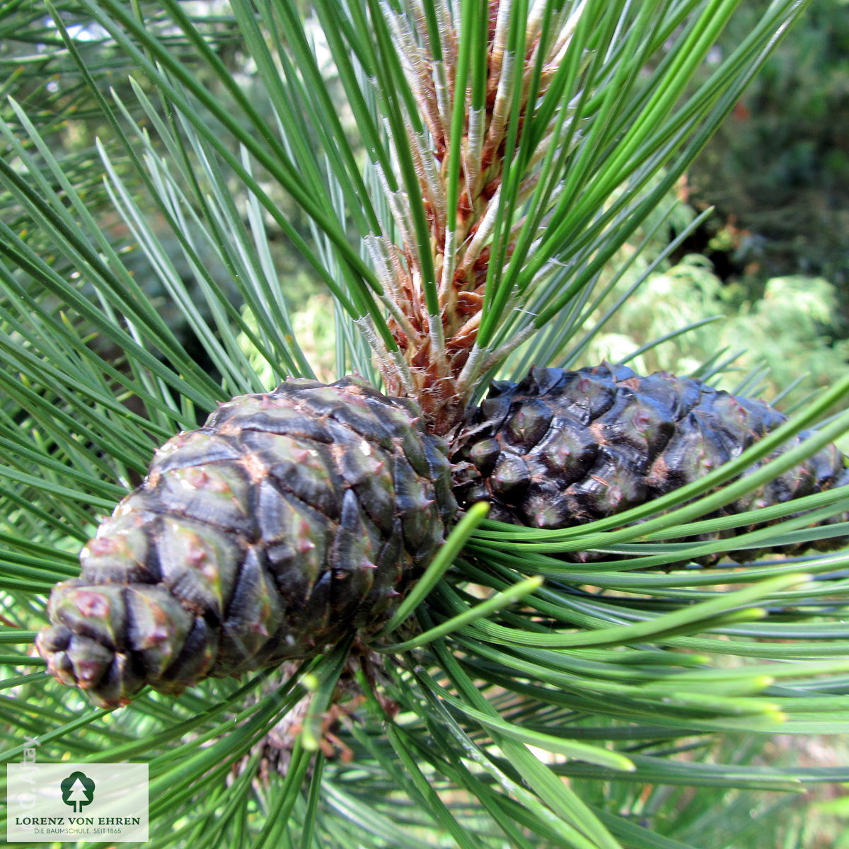 Pinus heldreichii