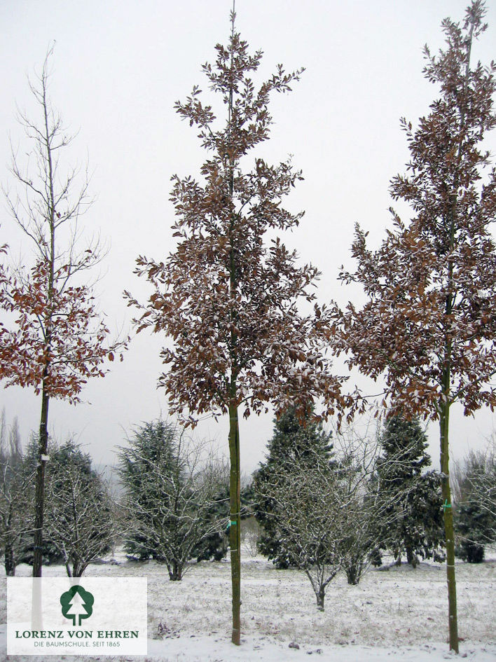 Quercus hispanica 'Wageningen'