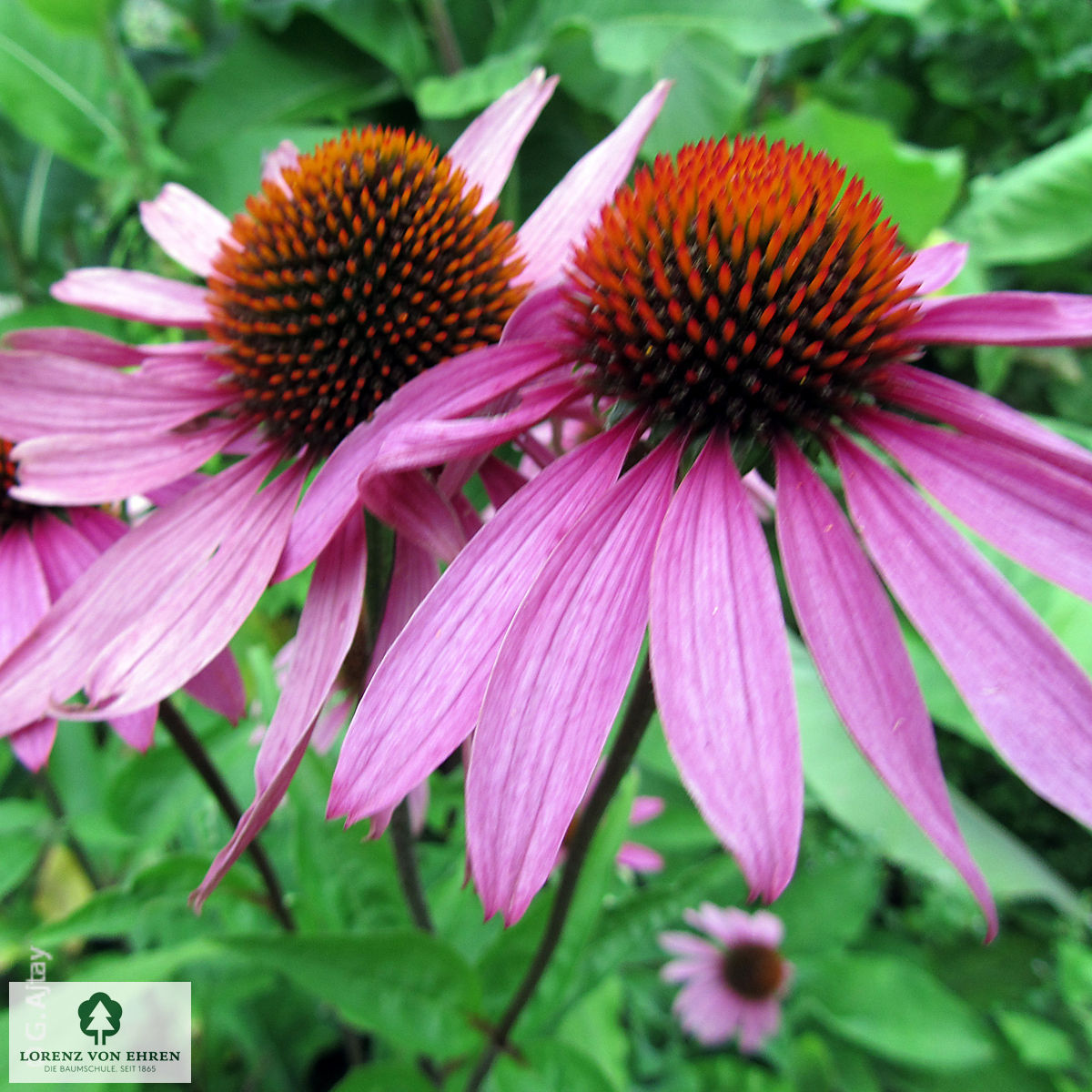 Echinacea purpurea