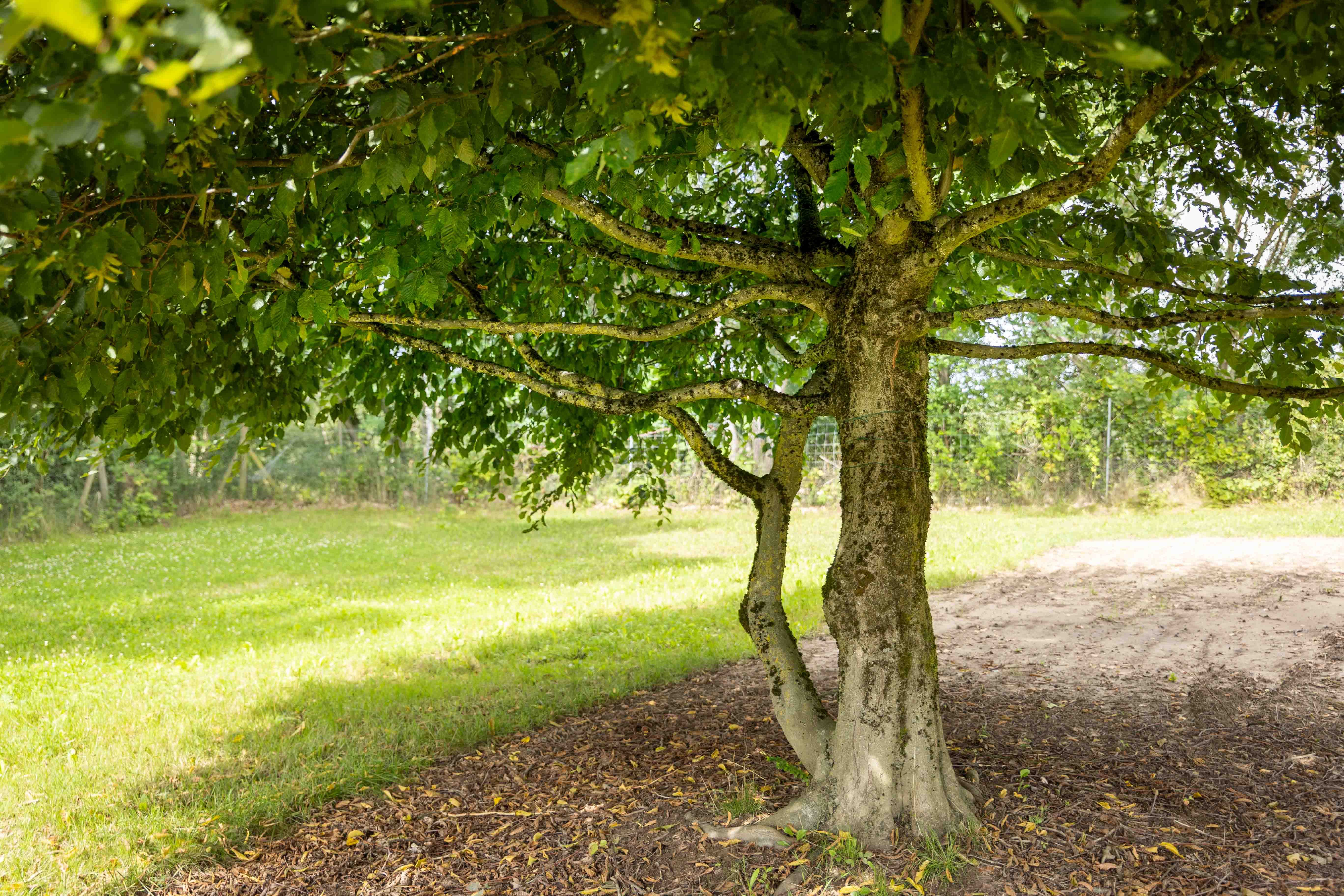 Stamm der Hainbuche, mehrstämmig