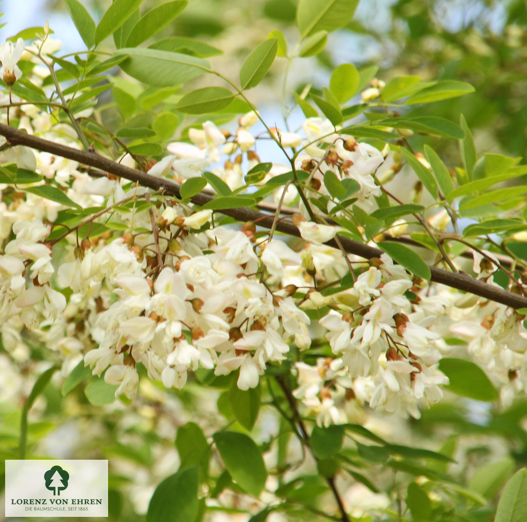 Robinia pseudoacacia