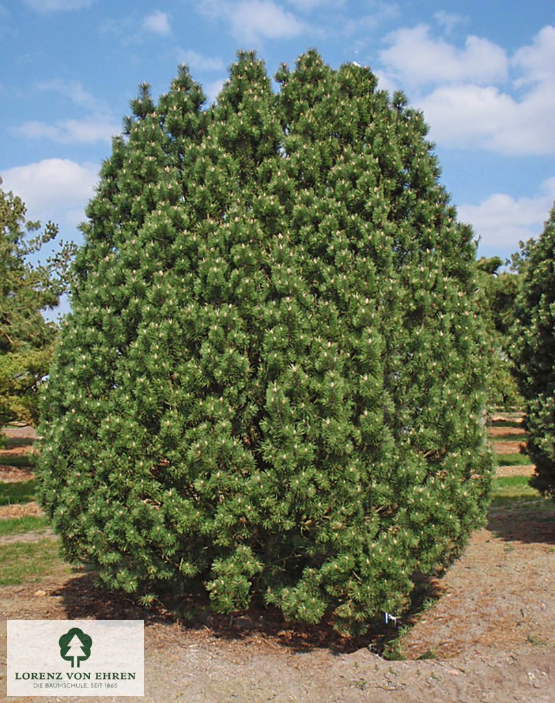 Pinus mugo 'Columnaris'