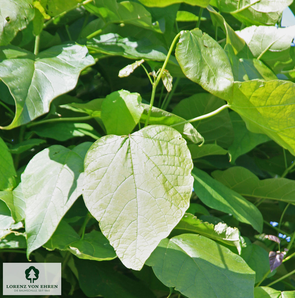 Catalpa bignonioides 'Nana'