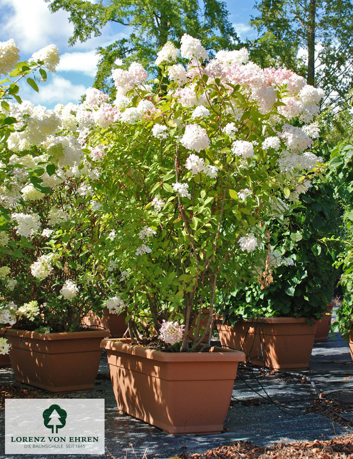 Hydrangea paniculata 'Limelight'