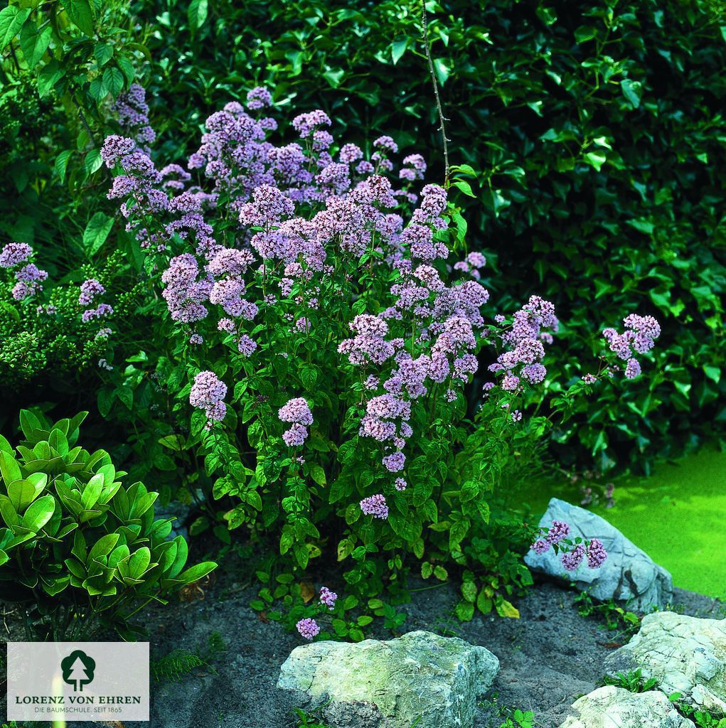 Origanum laevigatum 'Herrenhausen'