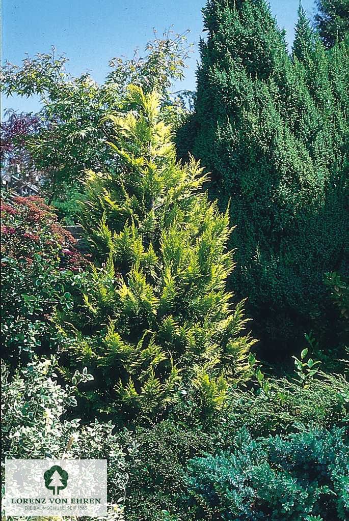 Chamaecyparis lawsonia 'Alumigold'