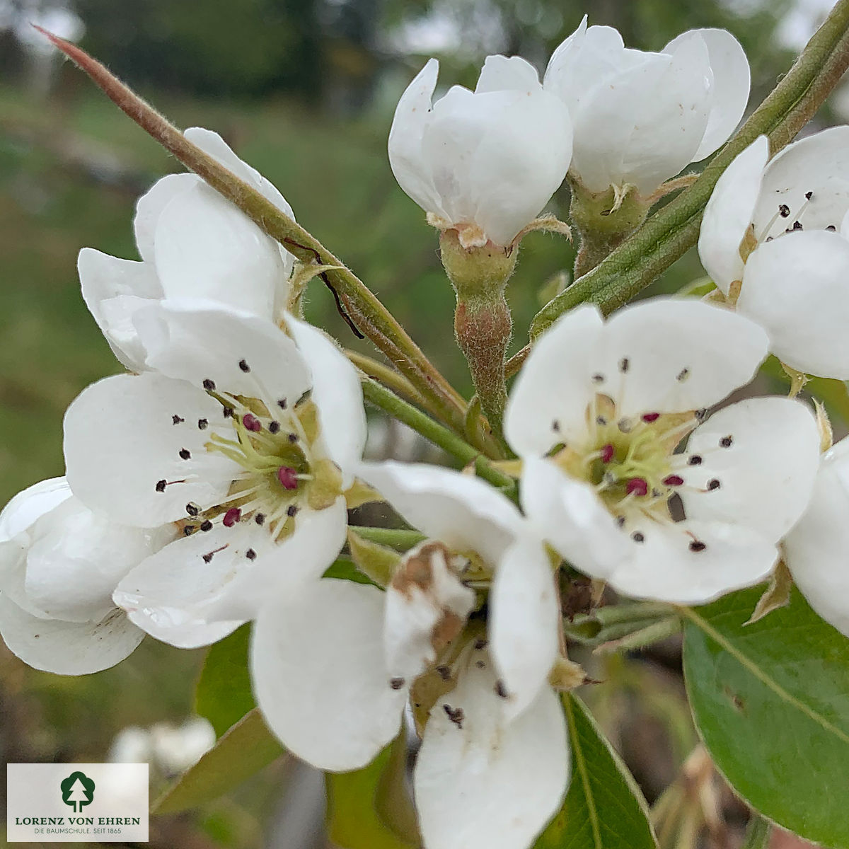 Pyrus communis 'Conference'