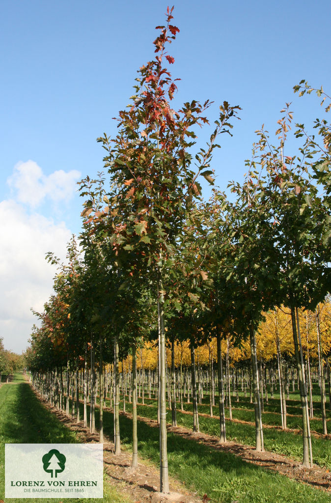 Quercus rubra