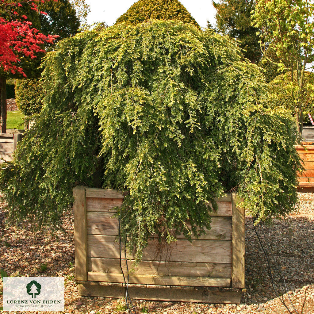 Tsuga canadensis 'Pendula'