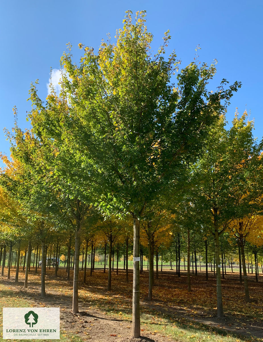 Acer campestre 'Huibers Elegant'