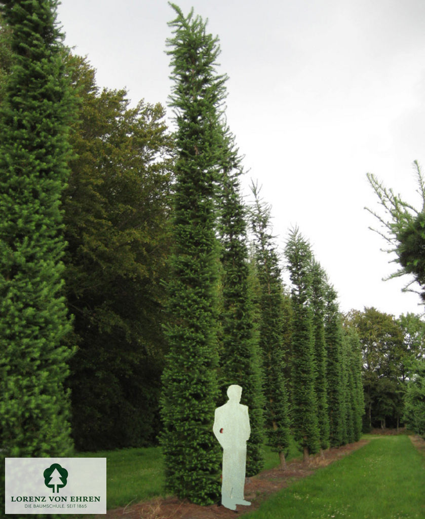 Larix kaempferi