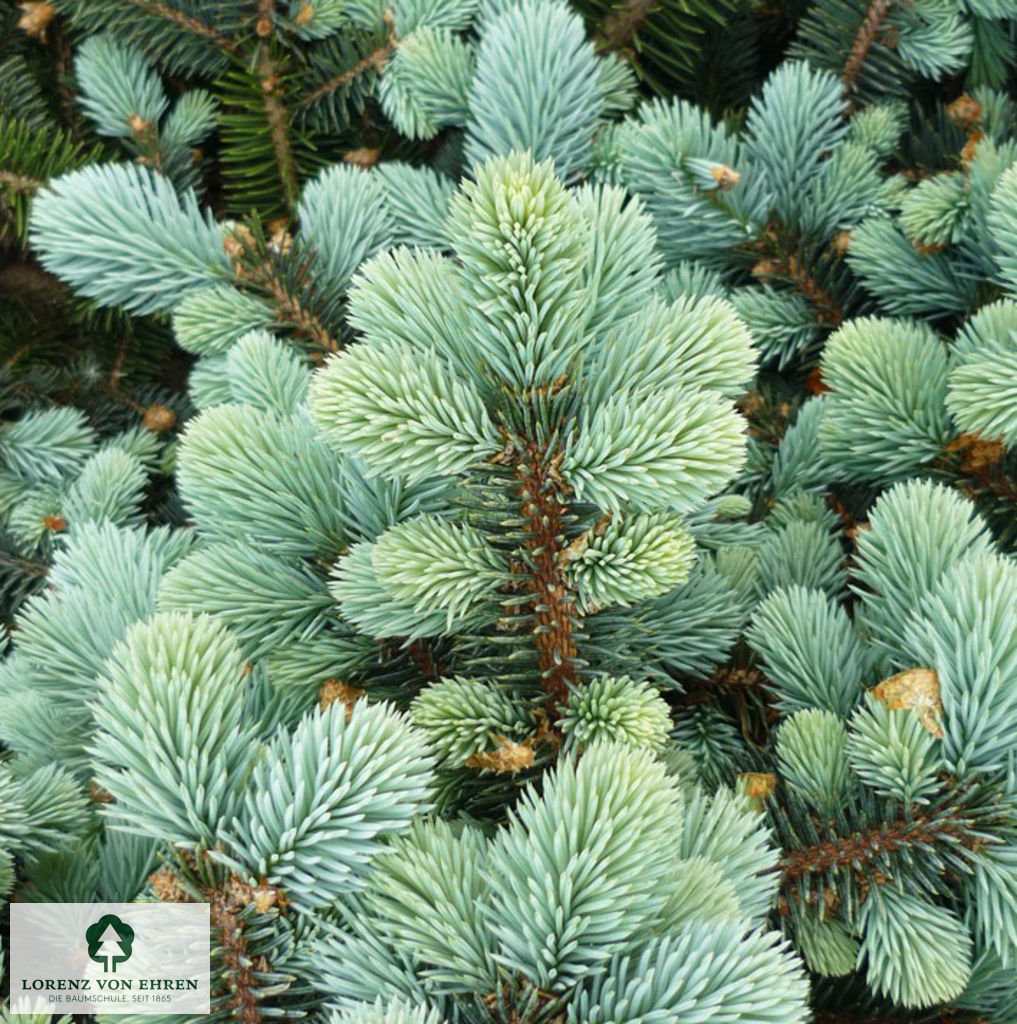 Picea pungens 'Glauca Globosa'