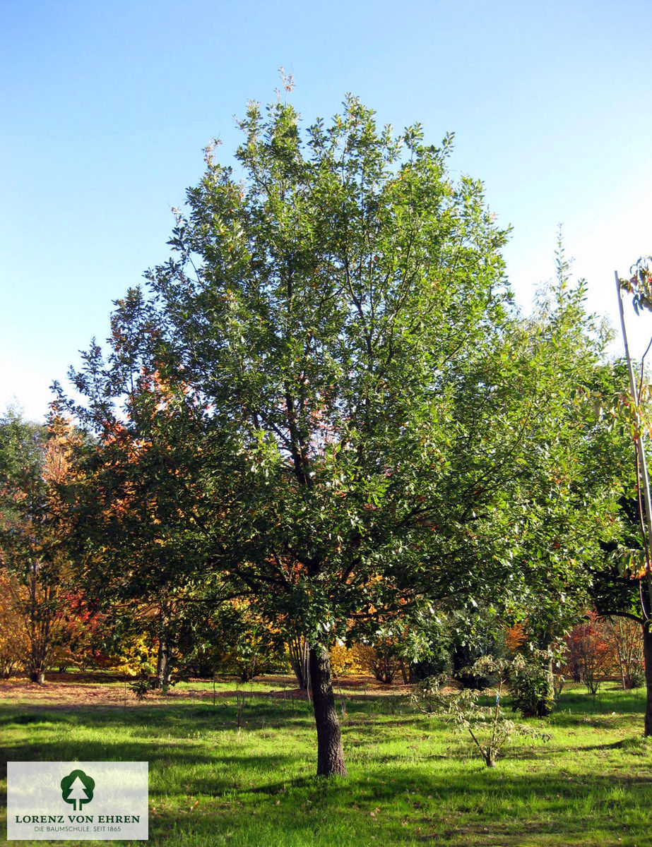 Quercus pubescens