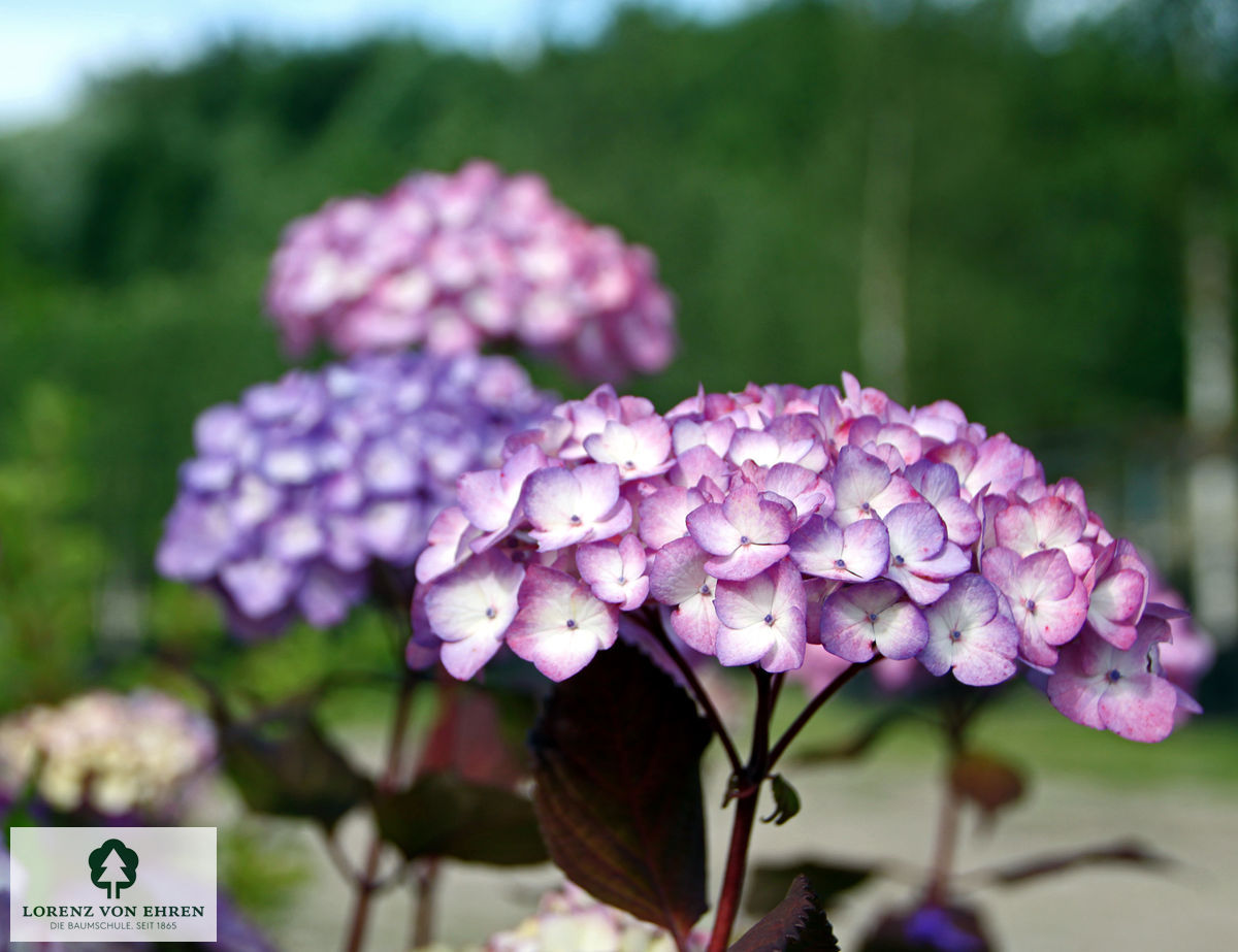 Hydrangea serrata 'Preziosa'