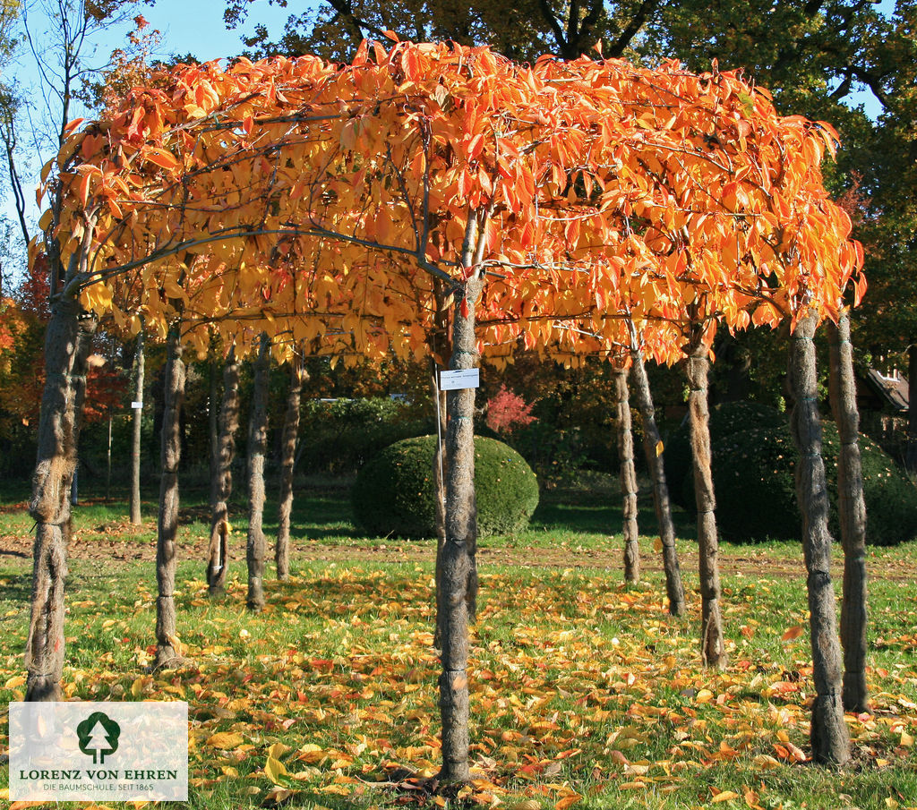 Prunus serrulata 'Amanogawa'