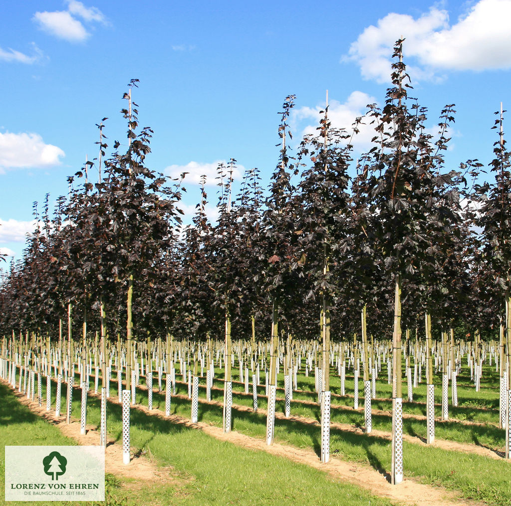 Acer platanoides 'Royal Red'