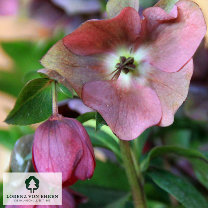 Helleborus Orientalis-Hybride 'Red Hybrids'