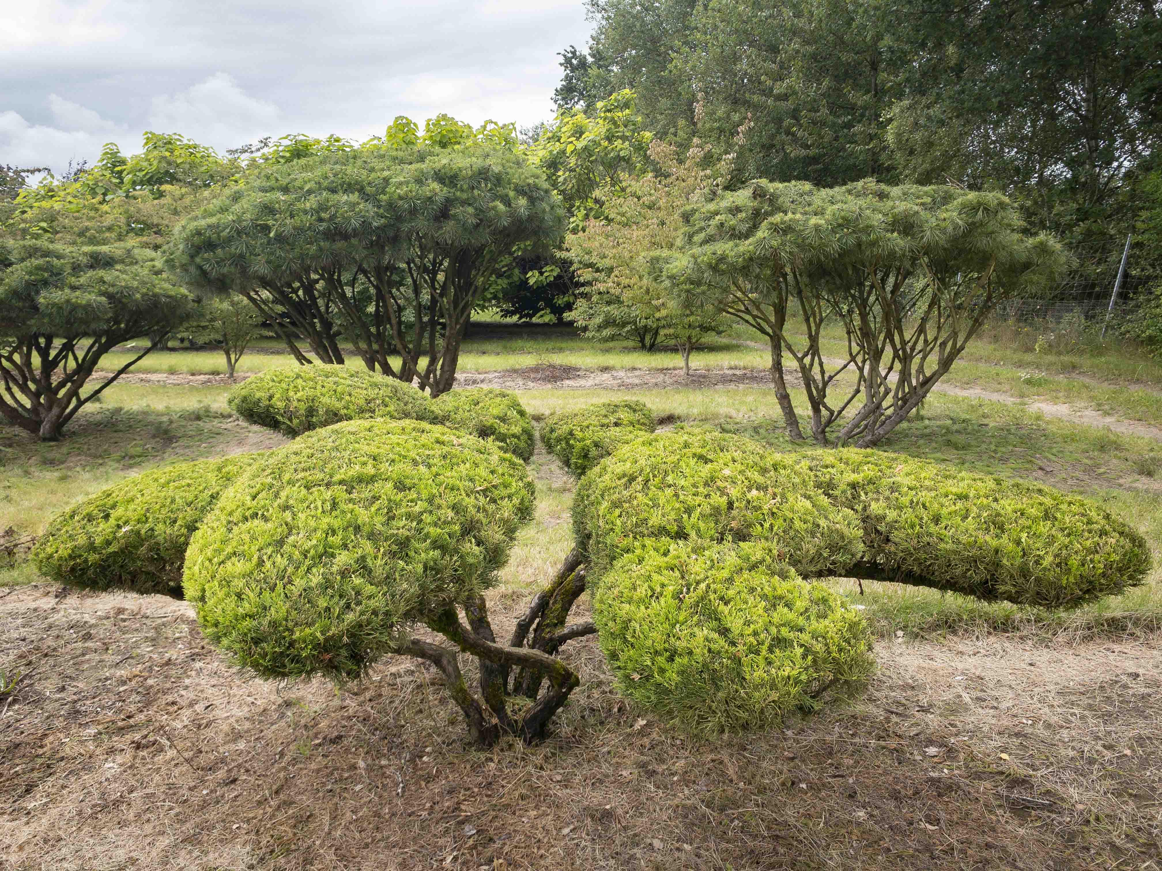 Juniperus media 'Mint Julep' Unikat