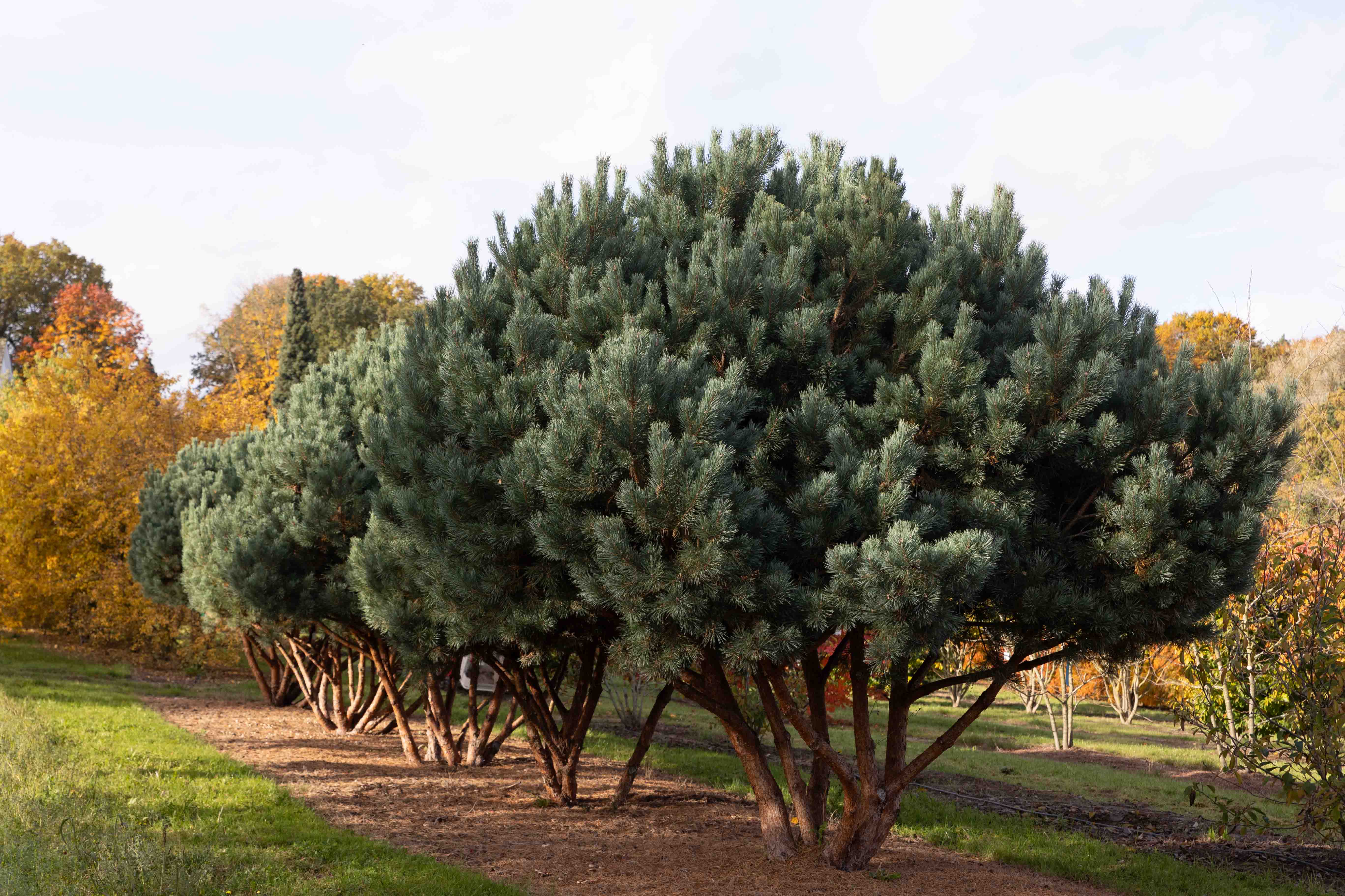 Baum mit mehreren Stämmen
