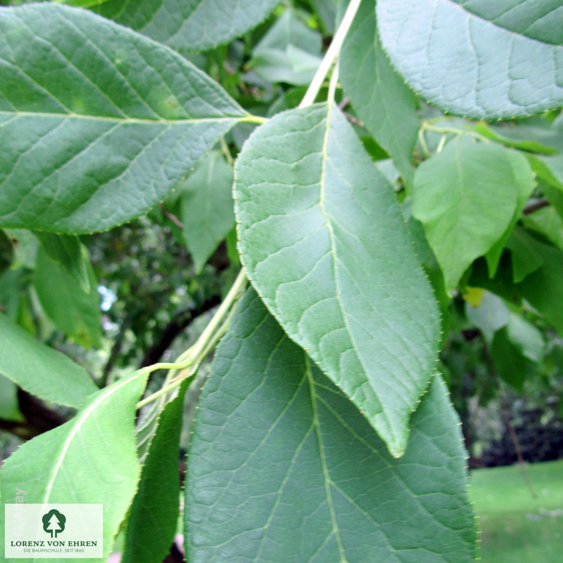 Halesia carolina