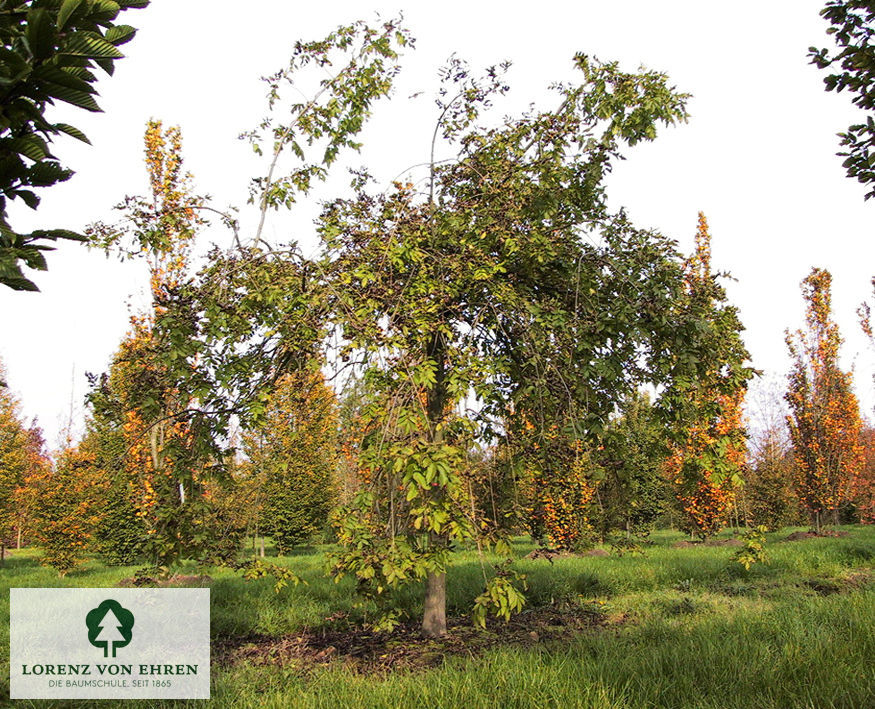 Fraxinus excelsior 'Pendula'