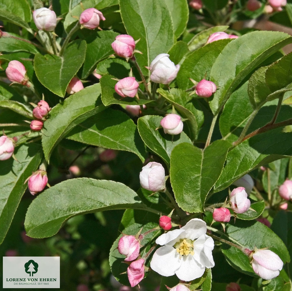 Malus 'Red Sentinel'