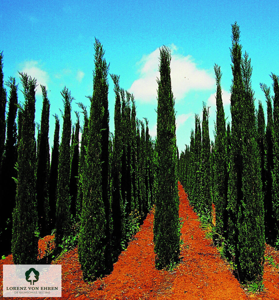 Cupressus sempervirens 'Stricta'