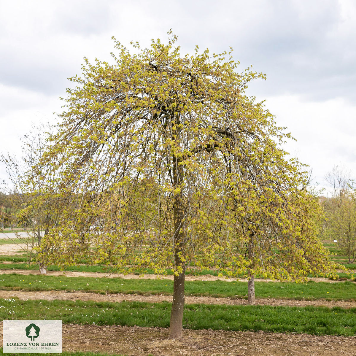 Carpinus betulus 'Pendula'